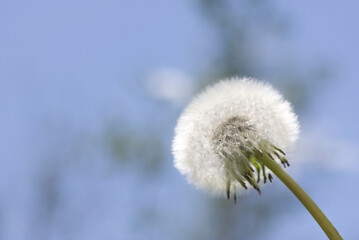 A dandelion what has gone to seed with a blue sky background