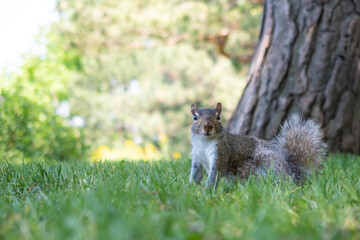 A wild squirrel in the green grass looking at the photographer