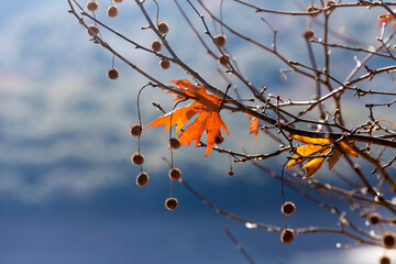 The autumn, yellow leaves of a plane tree in the sunlight close-up
