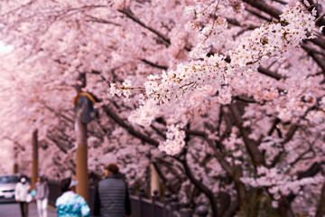 日本の春の街並み・住宅街の桜並木