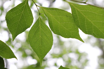 Green storax leaves against the sun. Styrax japonica, Styracaceae