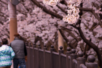 日本の春の街並み・住宅街の桜並木