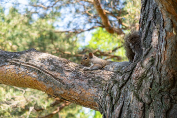 Cute squirrel lying on the branch of a pine tree in a park