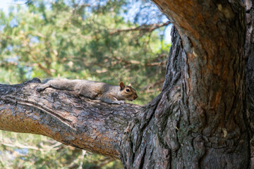 Cute squirrel lying on the branch of a pine tree in a park