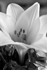 Macro Shot einer weißen Lilie (schwarz/weiß)