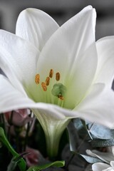 Macro Shot einer weißen Lilie