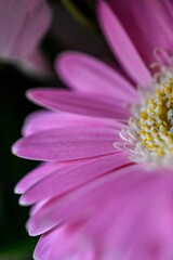 Macro Shot einer Gerbera