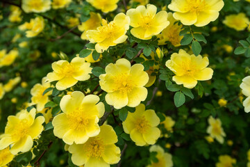 Closeup view of a Kerria Japonica flower, also known as Japanese marigold bush, a deciduous shrub...