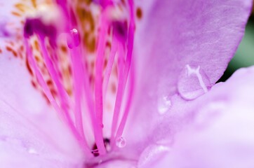 Macro Shot einer pinken Blume mit einem Wassertropfen