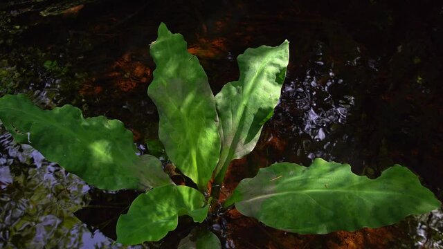 Skunk Cabbage, Lysichiton americanum, Vancouver Island, British Columbia, Canada