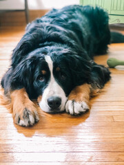 Sleepy Bernese Mountain Dog