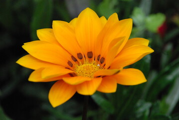 Obraz premium Flor amarilla