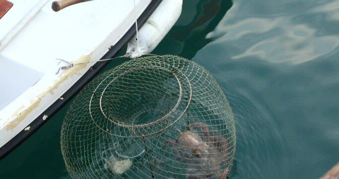 Big octopus in a trap on sea a pulling fishing boat
