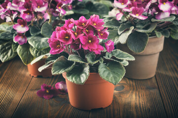 Potted Saintpaulia violet flowers. Planting potted flowers in rays of sunlight on wooden board.
