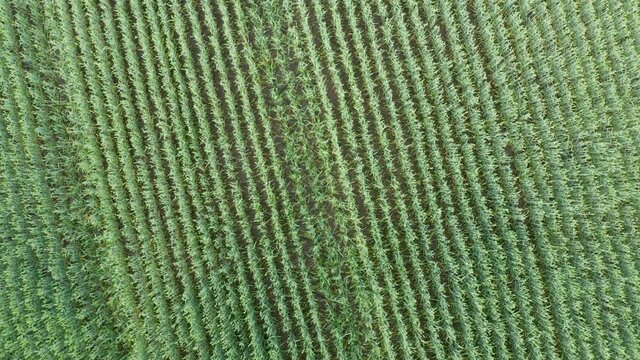 Aerial drone flying move away from wheat field rotating in circle. Wonderful drone video for ecological and agriculture concept