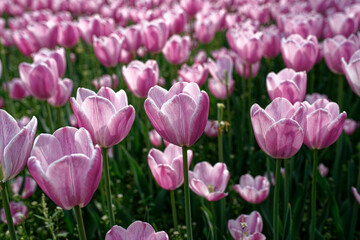 pink tulips in the garden