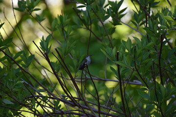 hummingbird on a branch