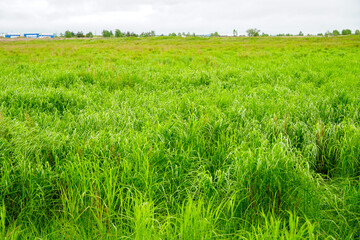 bright juicy green grass sways in the wind, spring summer landscape
