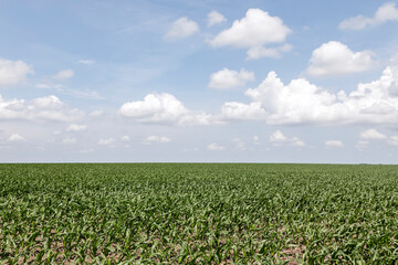 Fototapeta na wymiar Farm Field of Young Corn Plants under a Blue Sky with Cumulus Clouds