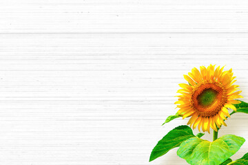 Fototapeta premium sunflower_white background