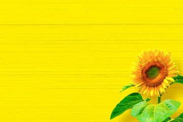 sunflower_yellow background