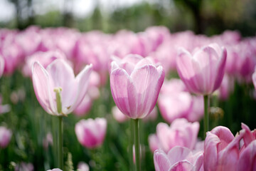 pink tulips in spring