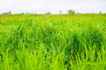 bright juicy green grass sways in the wind, spring summer landscape
