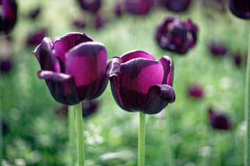 black tulip