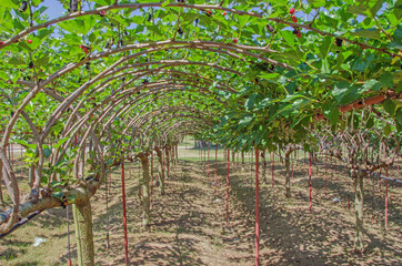 Beautiful arches of mulbery trees and trellises