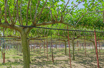 Beautiful same shapes of mulberry trees
