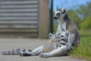 Baby lemur curls up to hug sunbathing mother ring tailed lemur. © Rhys