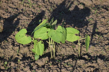 Green Bean Plants