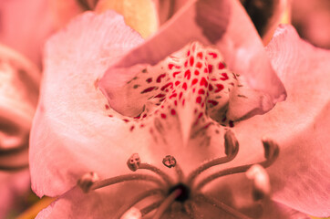 Makrofoto einer Blüte