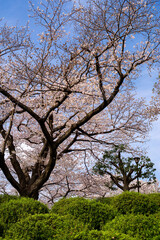 japan sakura ：青空と桜・大阪池田、水月公園