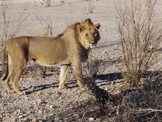 A lion staring at us, Etosha National Park, Namibia