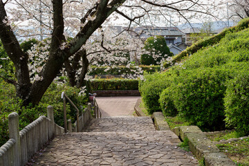  japan sakura：階段脇の桜・大阪池田、水月公園