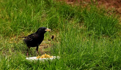 Starlings are small to medium-sized passerine birds are known as glossy starlings because of their iridescent plumage.
