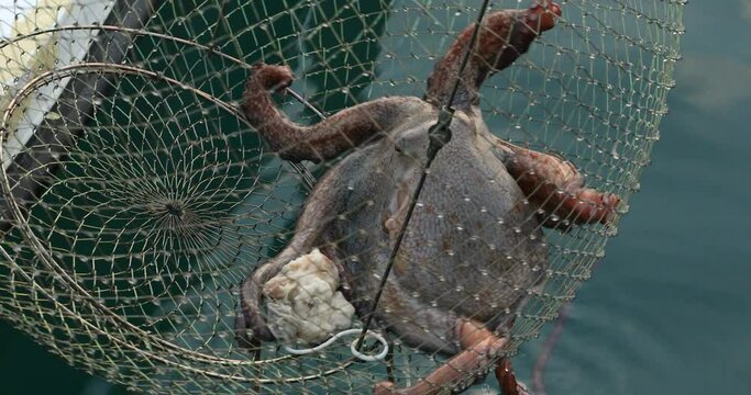 Big octopus in a trap on sea a pulling fishing boat