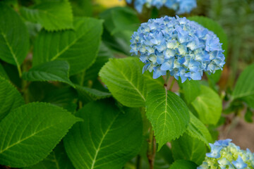 アジサイ