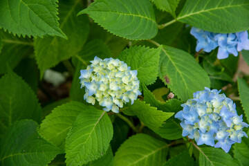 アジサイ