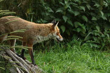 red fox vulpes