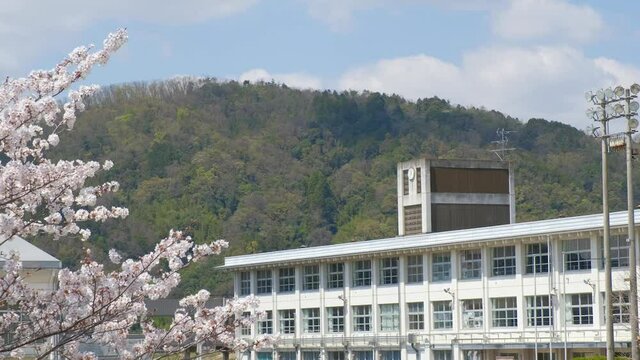 動画素材：学校と桜の花　春イメージ　入学式　新学期　ズームイン