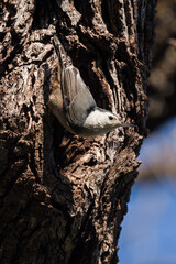 White-breasted Nuthatch at nesthole