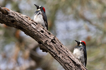 Two Acorn Woodpeckers on a curved tree branch