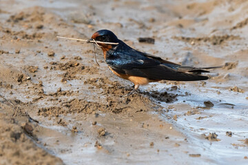 American Barn Swallow male gathering nest material at a mud puddle