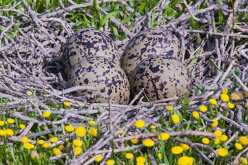 American Avocet Net full of eggs