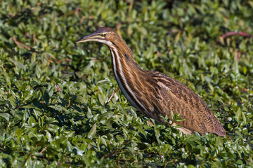 American Bittern in a marsh