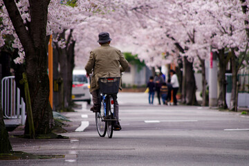 桜並木の住宅街を自転車に乗って走行する高齢者：日本の春の街並み