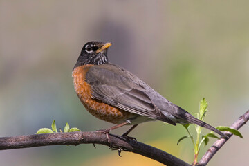 American Robin perched on a branch