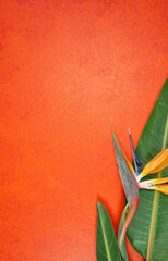 Orange aesthetic tropical theme minimilism creative layout stylish background with bird of paradise...